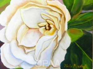 Fragrant Gardenia, Viola Marshall, #120